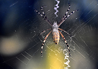 Clicca per ingrandire