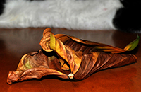 Clicca per ingrandire