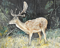 Clicca per ingrandire