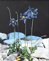 Clicca per ingrandire